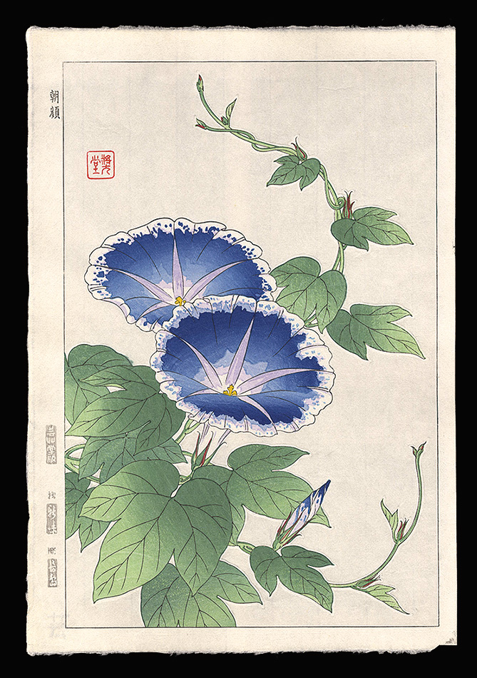 Kawarazaki Shodo “Morning Glory”／