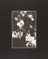 <strong>Jakuchu</strong><br>Flowers of the Kunlun Mountain......