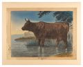 <strong>Yabusaki Yoshiiro</strong><br>Twelve Zodiacal Animals / Ox (......