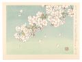 <strong>Okawara Noriko</strong><br>Spring in Full Bloom
