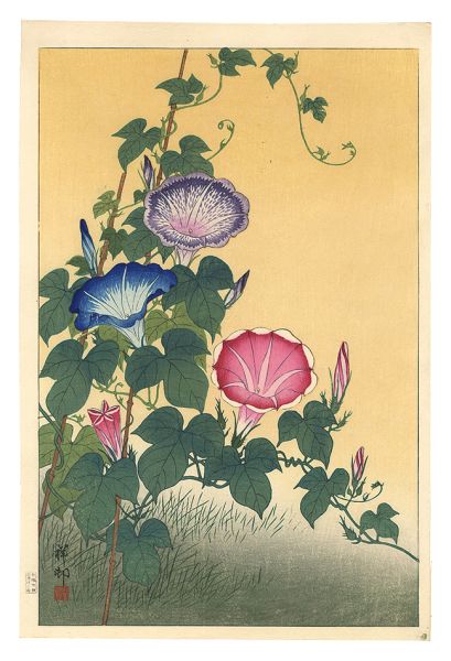 Ohara Koson(Shoson) “Morning-Glory in Full Bloom ”／