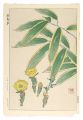 <strong>Kawarazaki Shodo</strong><br>Adonis