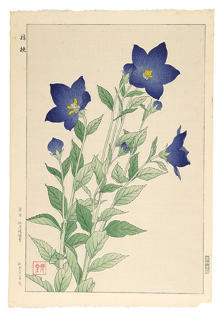 Kawarazaki Shodo “Bellflower”／