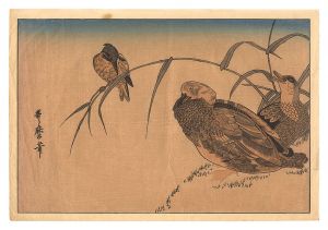 Mallard Ducks and Kingfisher【Reproduction】 / Utamaro