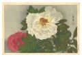 <strong>Oda Kazuma</strong><br>Peony