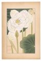 <strong>Sugiura Hisui</strong><br>Lotus