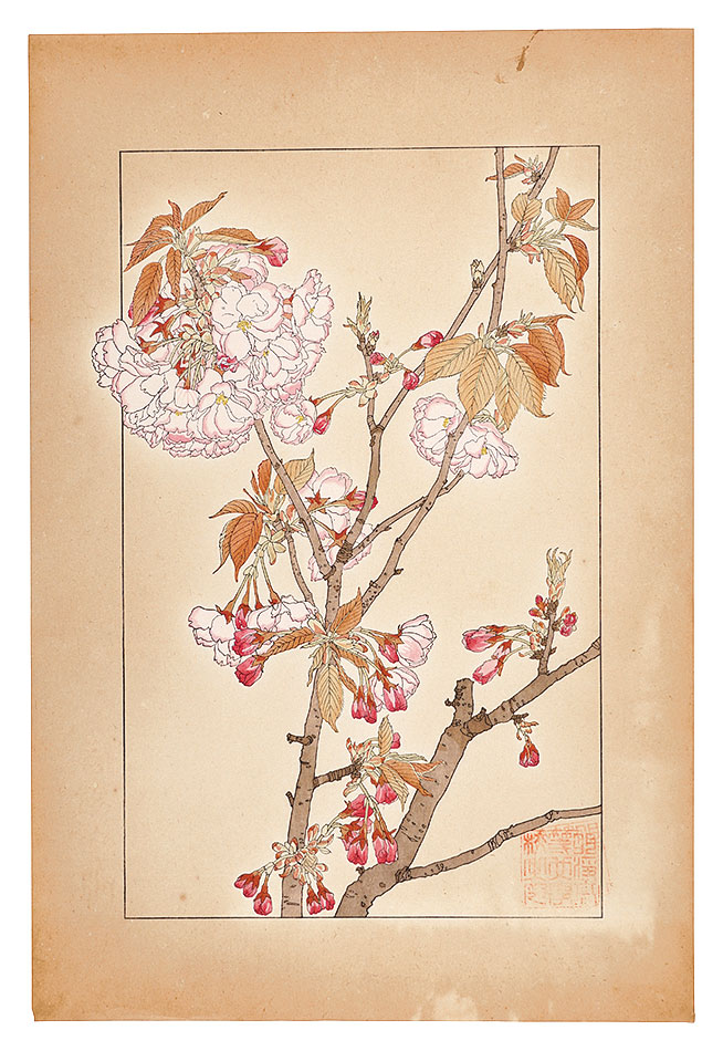 杉浦非水｢八重桜｣／