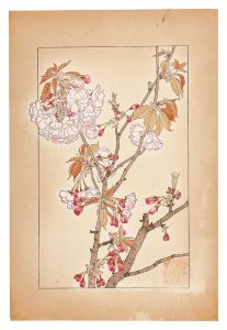 杉浦非水｢八重桜｣