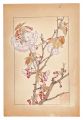 Double Cherry Blossom