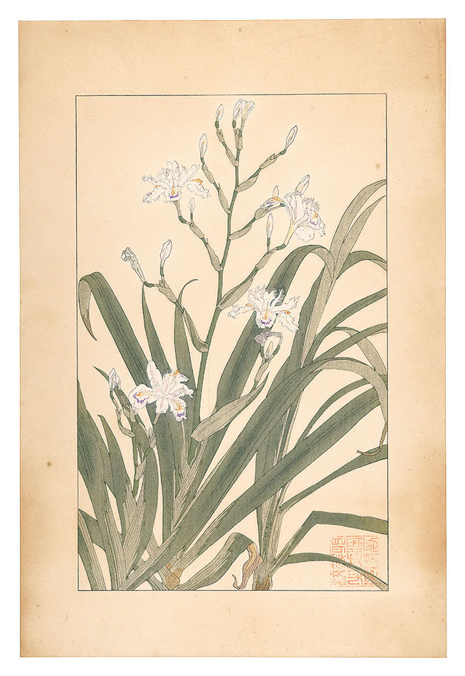 Sugiura Hisui “Iris Japonica Thunb”／