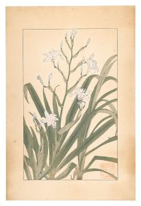 Iris Japonica Thunb / Sugiura Hisui