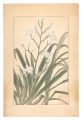 <strong>Sugiura Hisui</strong><br>Iris Japonica Thunb