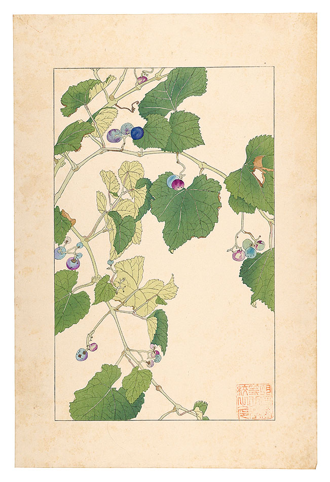 Sugiura Hisui “Wild Vine”／