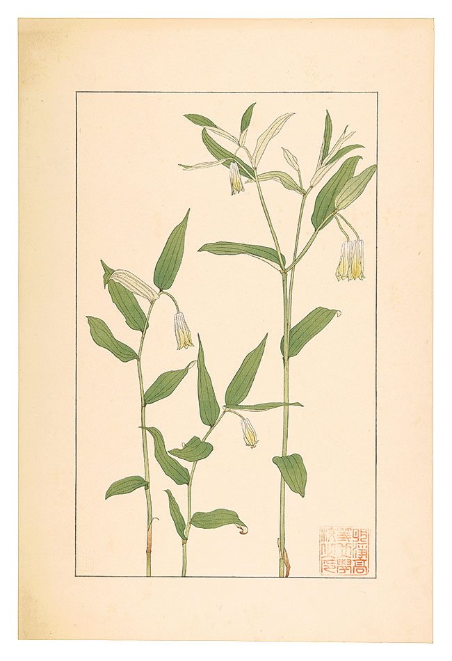 Sugiura Hisui “White Gaura”／