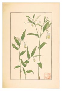 White Gaura / Sugiura Hisui