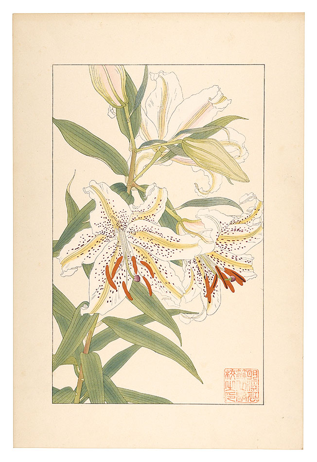 Sugiura Hisui “Lilium auratum”／