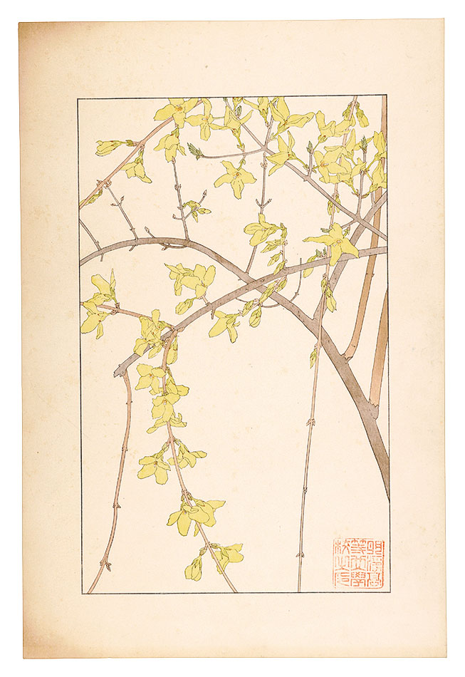 Sugiura Hisui “Forsythia”／