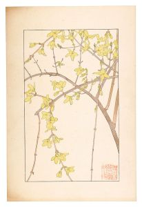 Forsythia / Sugiura Hisui