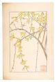 <strong>Sugiura Hisui</strong><br>Forsythia