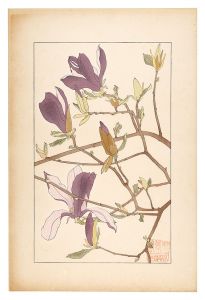 Magnolia / Sugiura Hisui