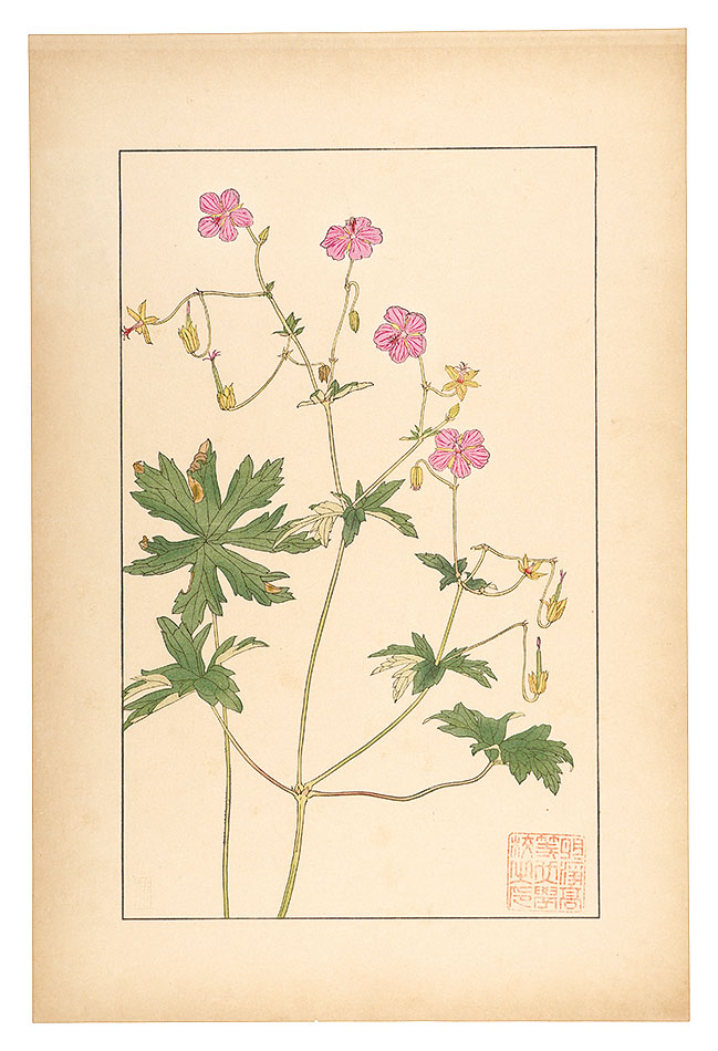 Sugiura Hisui “Geranium dakuricum, DC”／