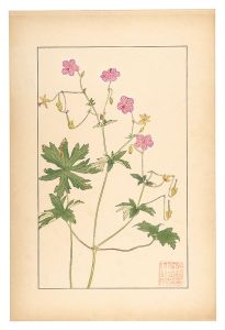 Geranium dakuricum, DC / Sugiura Hisui