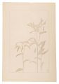 <strong>Sugiura Hisui</strong><br>Disporum sessile Don