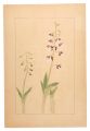 <strong>Sugiura Hisui</strong><br>Calanthe discolor