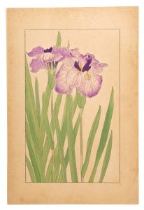 Japanese Iris / Sugiura Hisui