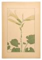 <strong>Sugiura Hisui</strong><br>Heartleaf lily