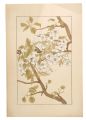 <strong>Sugiura Hisui</strong><br>Sand pear