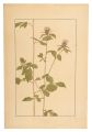 <strong>Sugiura Hisui</strong><br>Japanese atractylodes