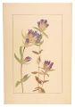<strong>Sugiura Hisui</strong><br>Gentian