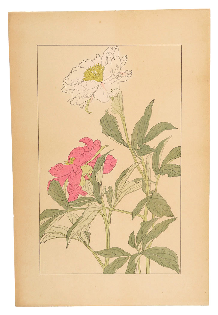 Sugiura Hisui “peony”／