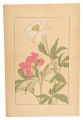<strong>Sugiura Hisui</strong><br>peony