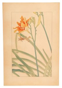 Day Lily / Sugiura Hisui