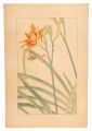 <strong>Sugiura Hisui</strong><br>Day Lily