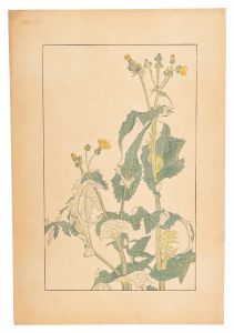 Sow Thistle / Sugiura Hisui