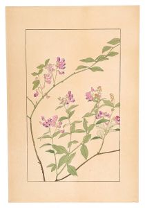 Two-leaf vetch / Sugiura Hisui