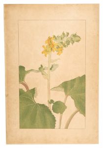 Ligularia fischerii / Sugiura Hisui