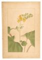 <strong>Sugiura Hisui</strong><br>Ligularia fischerii