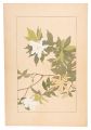 <strong>Sugiura Hisui</strong><br>Gardenia