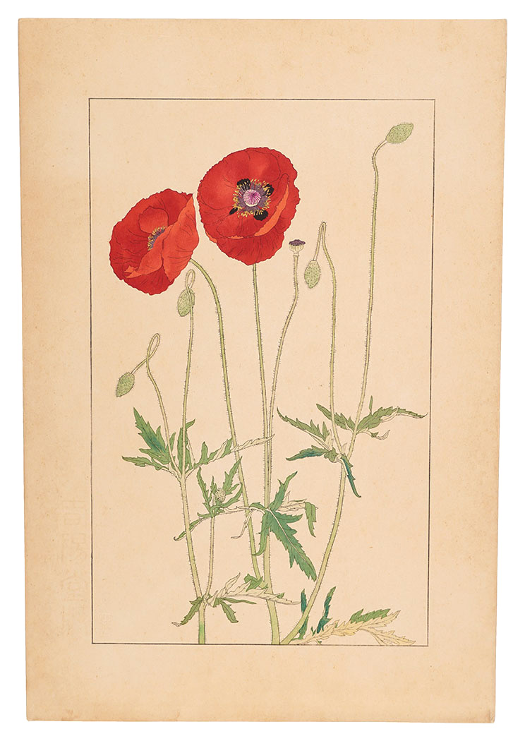 Sugiura Hisui “Shirley Poppy,Corn Poppy”／