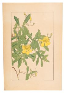 St.John's Wort / Sugiura Hisui