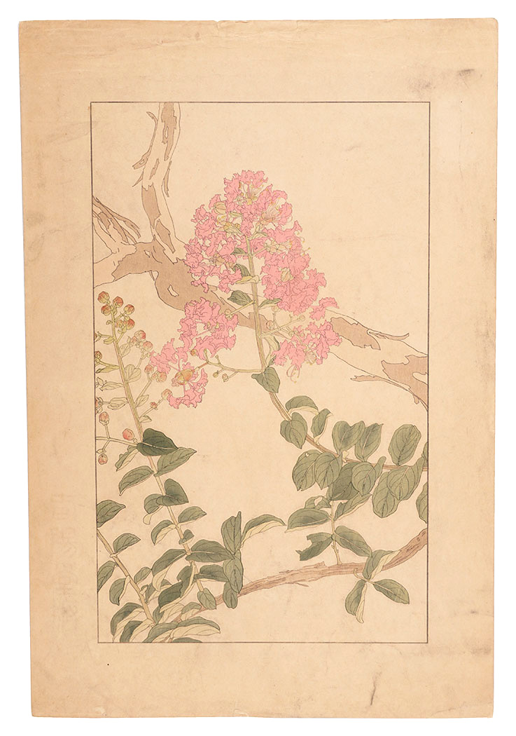 Sugiura Hisui “Crape myrtle”／