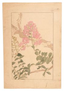 Crape myrtle / Sugiura Hisui