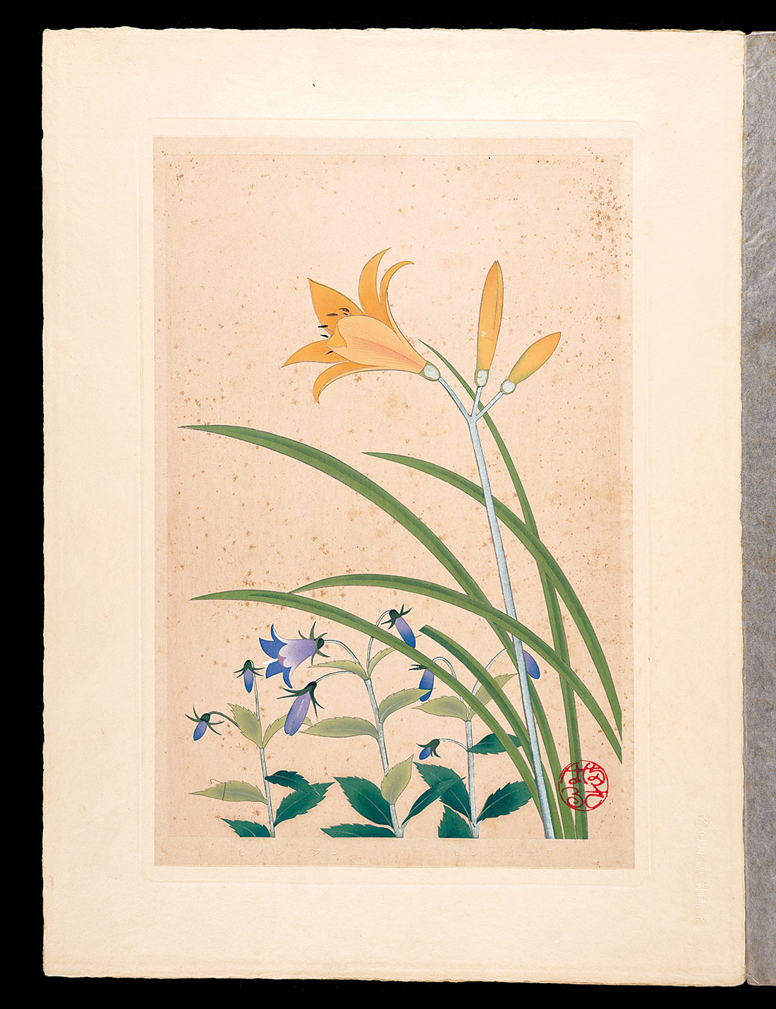 Inoue Masaharu “Japanese Alpine Plants / Daylily and Adenophora nikoensis”／