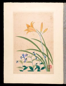 Japanese Alpine Plants / Daylily and Adenophora nikoensis / Inoue Masaharu