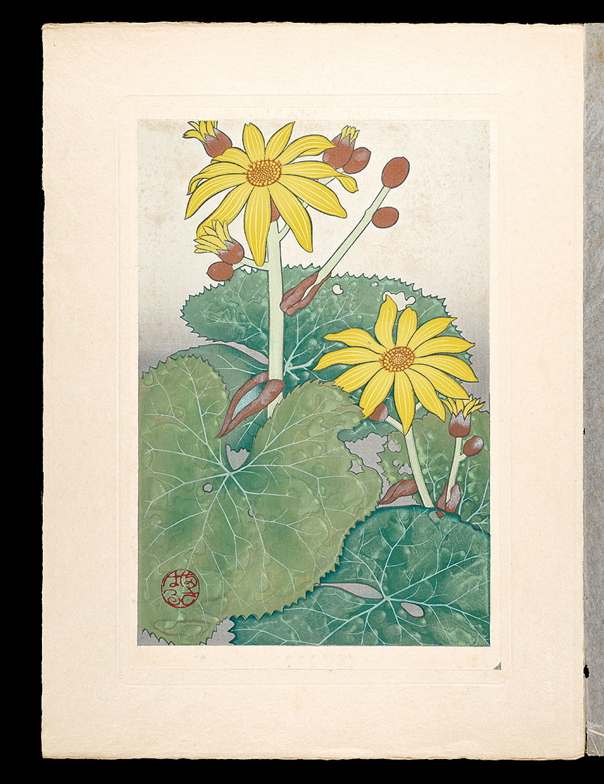 Inoue Masaharu “Japanese Alpine Plants / Ligularia dentata”／