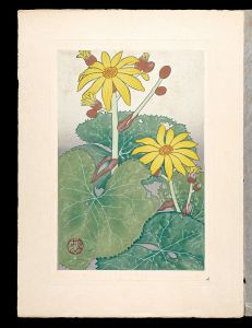 Japanese Alpine Plants / Ligularia dentata / Inoue Masaharu